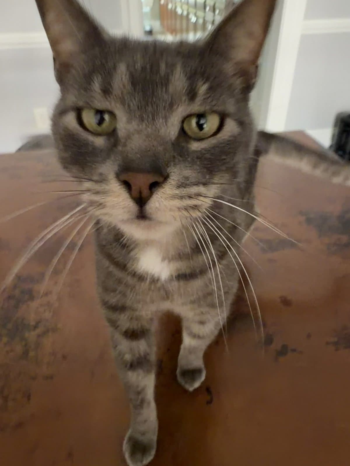 Dr. Ross-Nash's grey tabby cat, looking straight at the camera