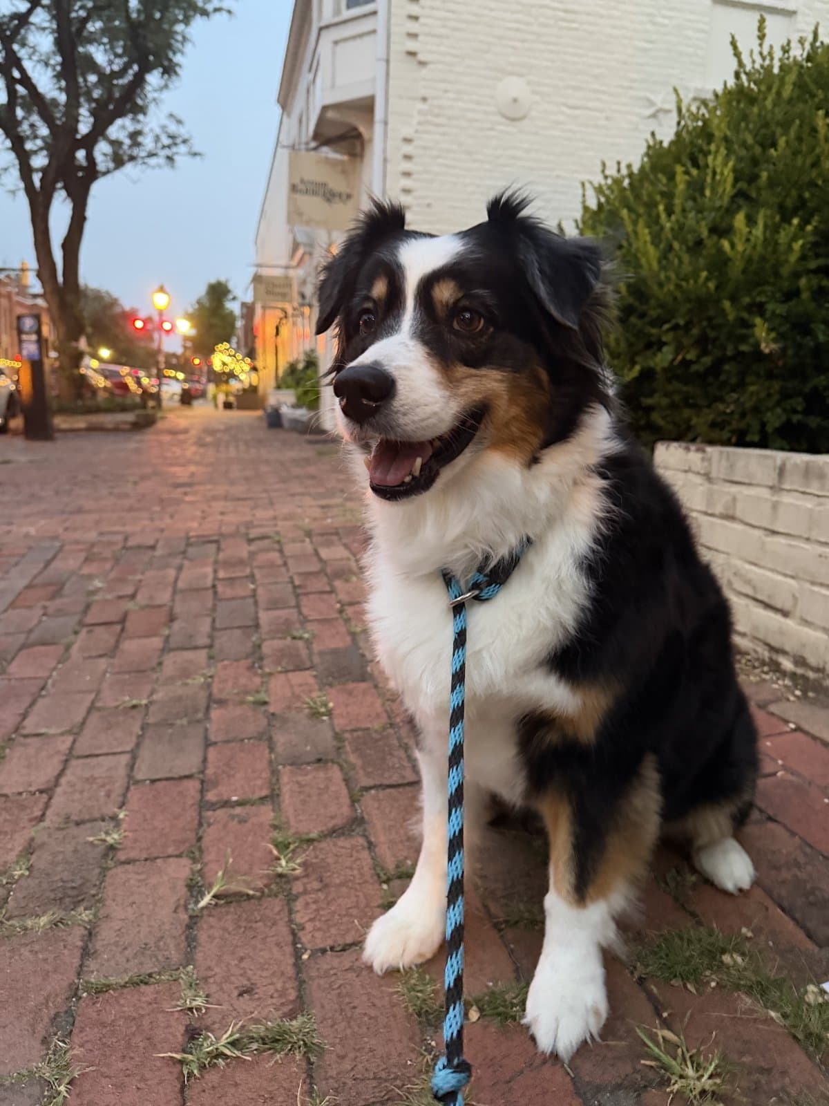 Dr. Ross-Nash's Australian shepherd sitting on a brick sidewalk at dusk